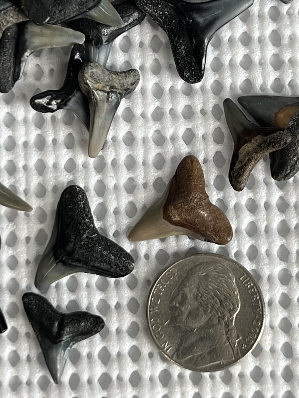Lot of 25 Fossilized 1/2 - 3/4 inch shark teeth from Venice Florida ( GULF ) 3