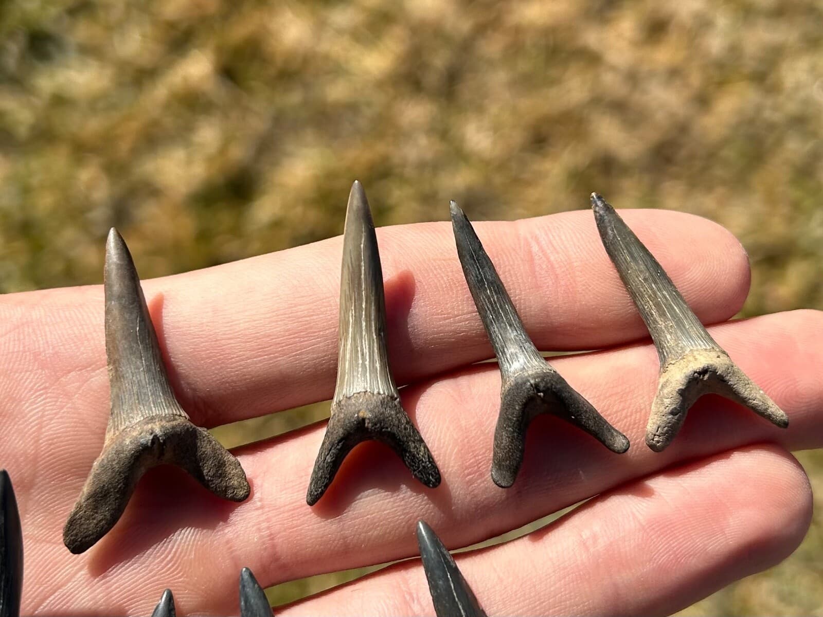 Fossil Goblin Sharks Tooth ONE PER PURCHASE Mississippi Eutaw Formation Teeth 3