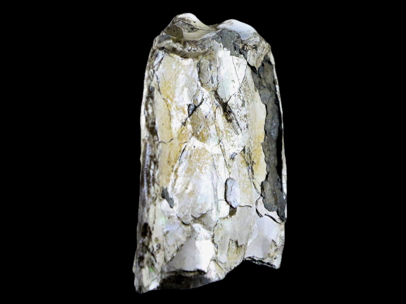 2.3" Baculite Fossil Opalized Cephalopod Late Cretaceous Bear Paw Shale Montana 5