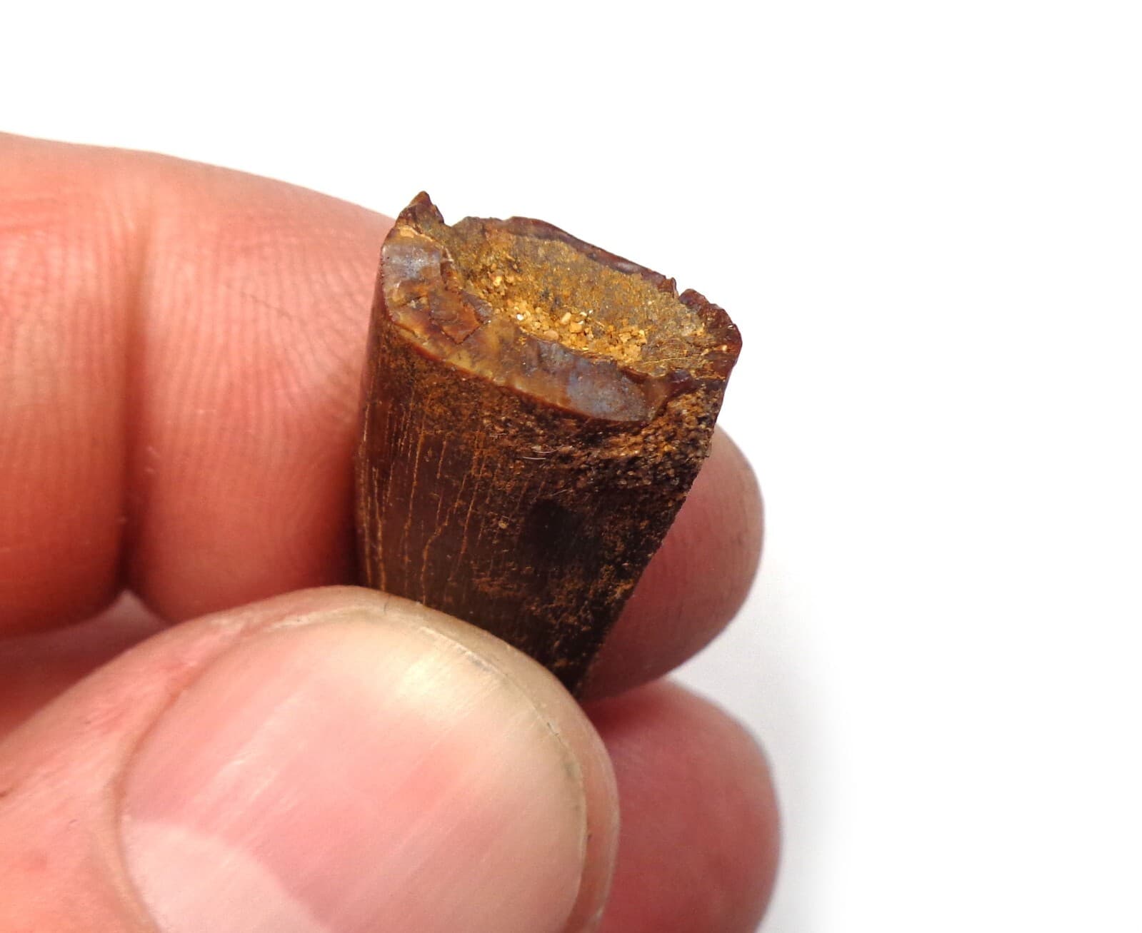 NEW! Excellent dino tooth, Late Cretaceous, Turonian, 90 ma, Uzbekistan #19 4