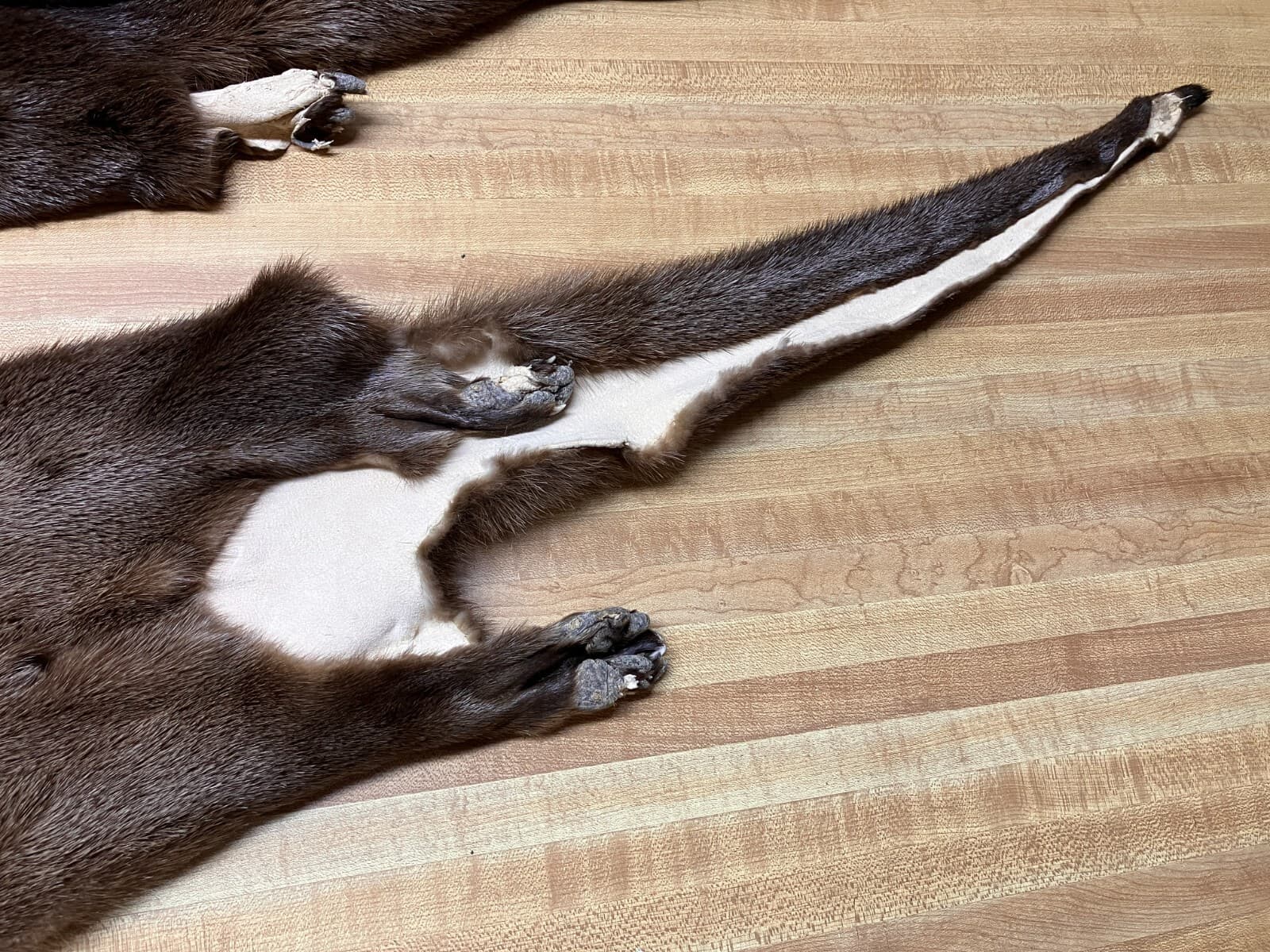 Tanned  River Otter Hide Beautiful With the Feet Trapping ID Tag Pink 4