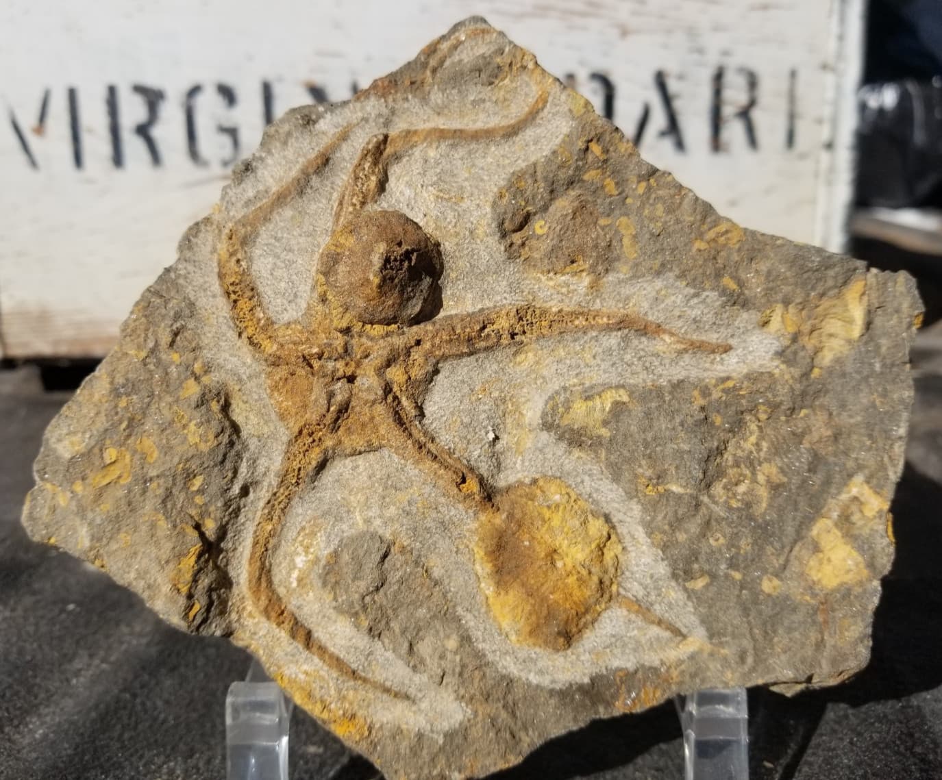 Ordovician Sea Starfish Brittlestar Fossil Morocco Marine Over 400 Mill Yrs Old 6