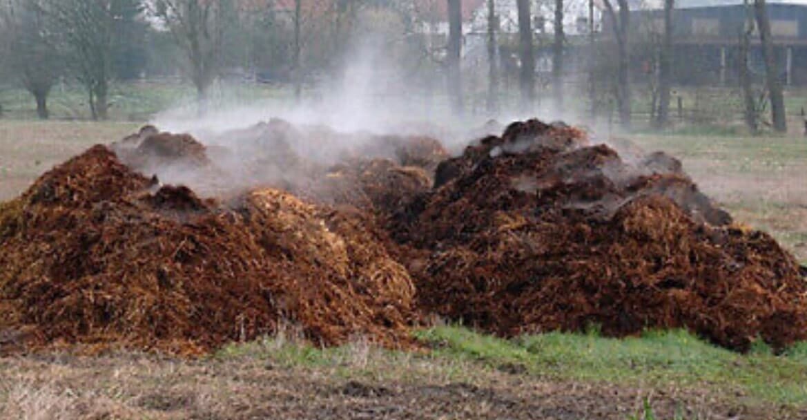 LARGE BOX (10 lbs) Dried Shredded Horse Manure Fertilizer Poop Sun Pasture Cured 3