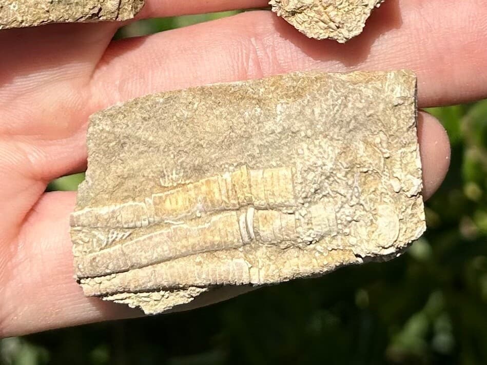 Crinoid Fossils LOT OF 4 Alabama Bangor Limestone Formation 6