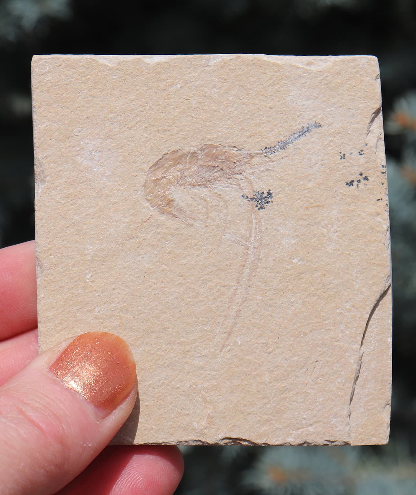 Jurassic Fossil Shrimp From Solnhofen Germany     7.7 Cm's