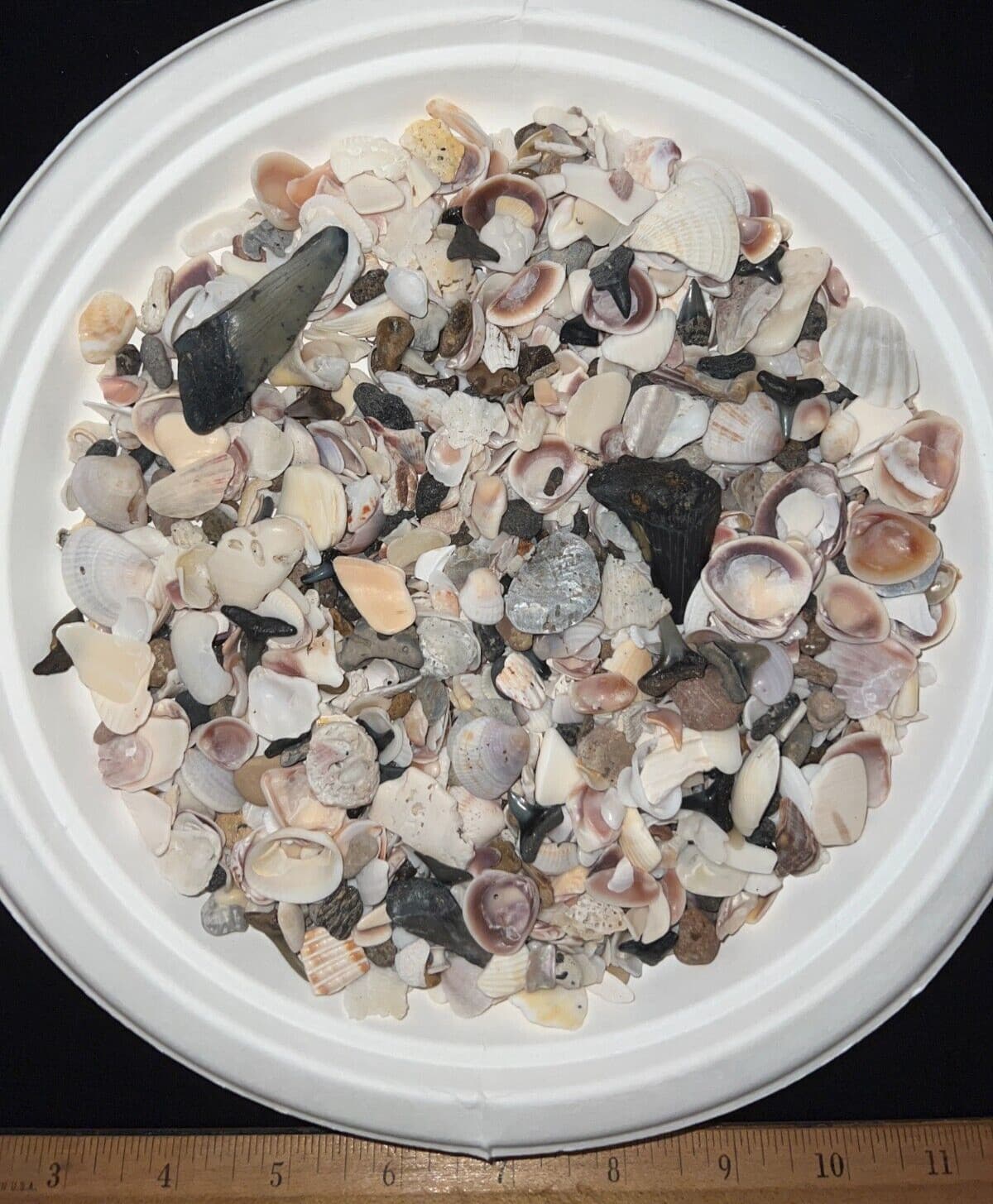 MEGALODON BEACH Shark Tooth Dig Kit with Real Fossil Shark Teeth Lot + ID Sheet! 3