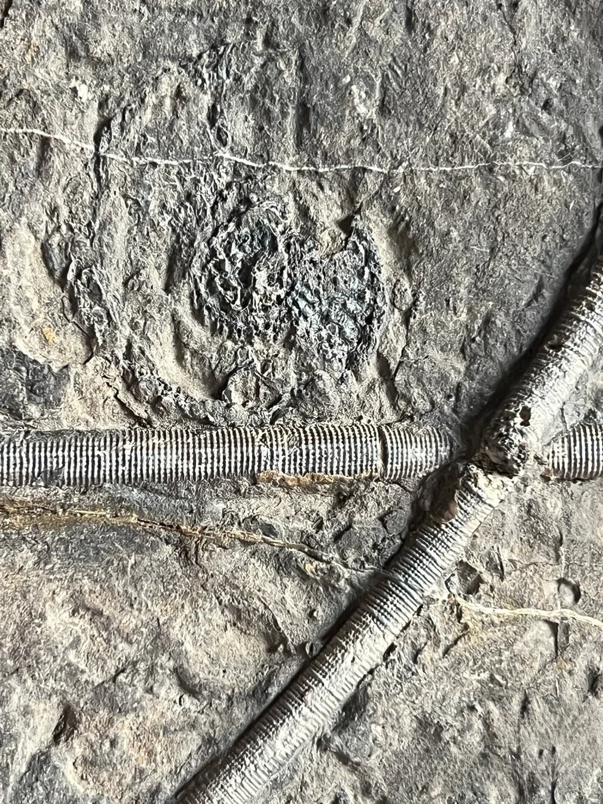 Unique and authentic Guizhou Triassic sea lily fossil A01 5