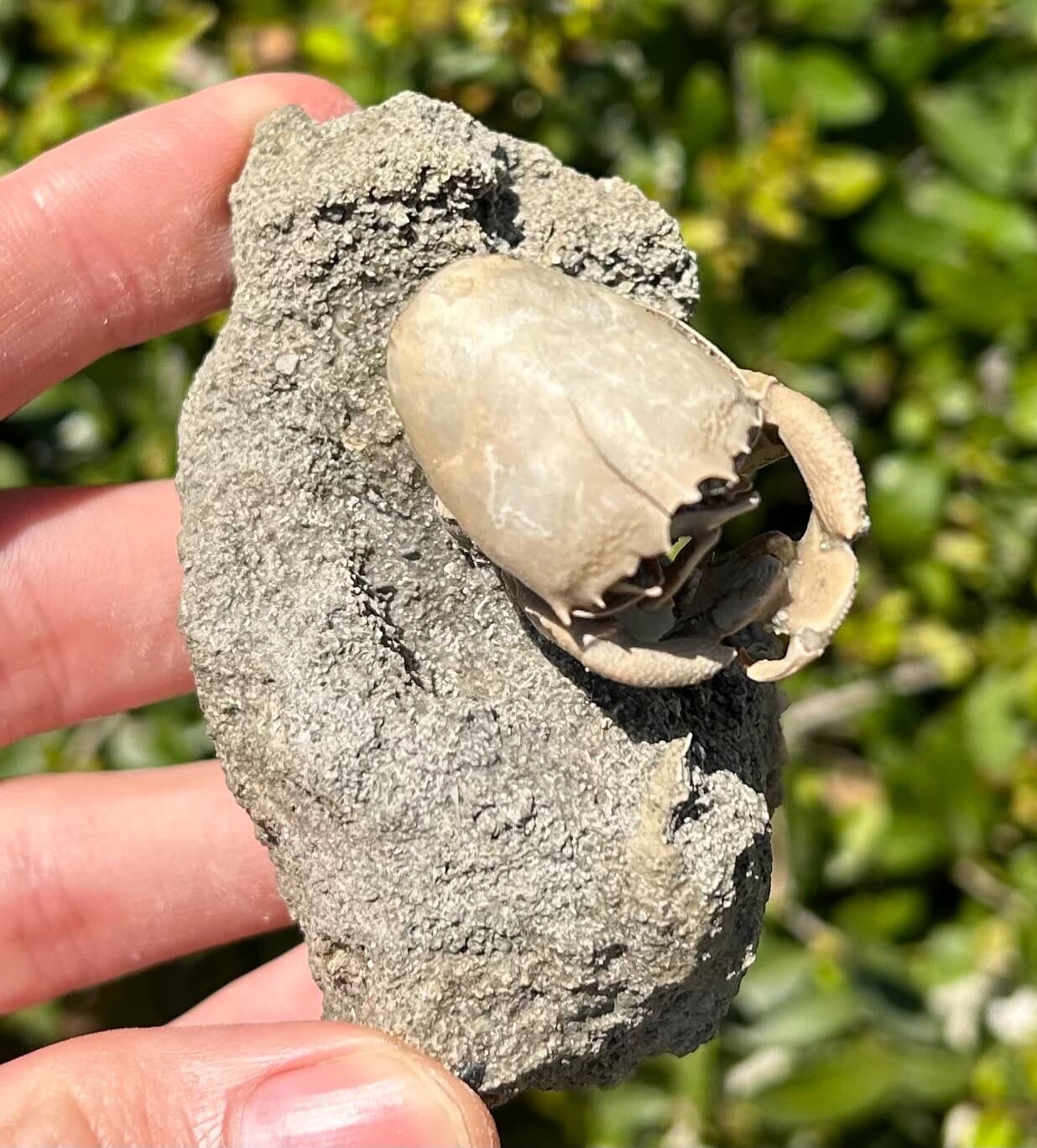 SUPERB Florida Fossil Crab in Matrix Ranilia muriceta Pliocene Crustacean Rare