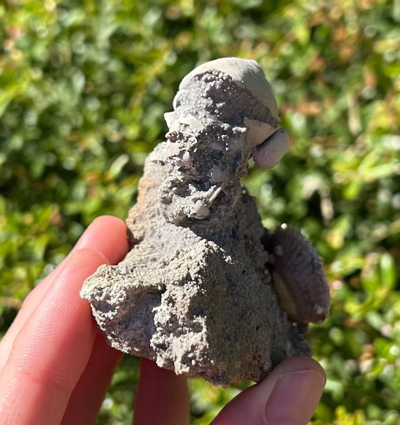 Florida Fossil Crab in Matrix Ranilia muriceta Pliocene Age Crustacean Rare 6