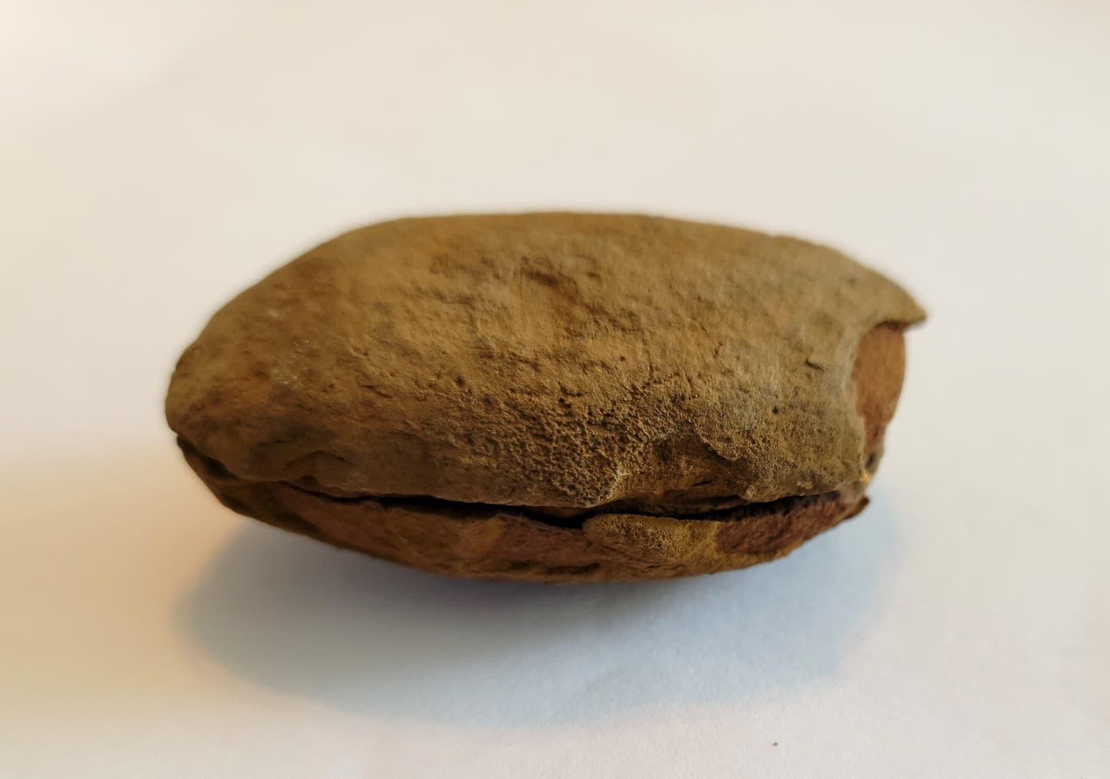 Mazon Creek Woody Stem with Nodes Fossil Nodule Pair 4