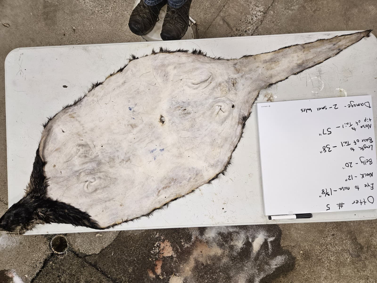 Taxidermy Wet Tanned Otter Hide Mountable Cape Horns Antlers 2