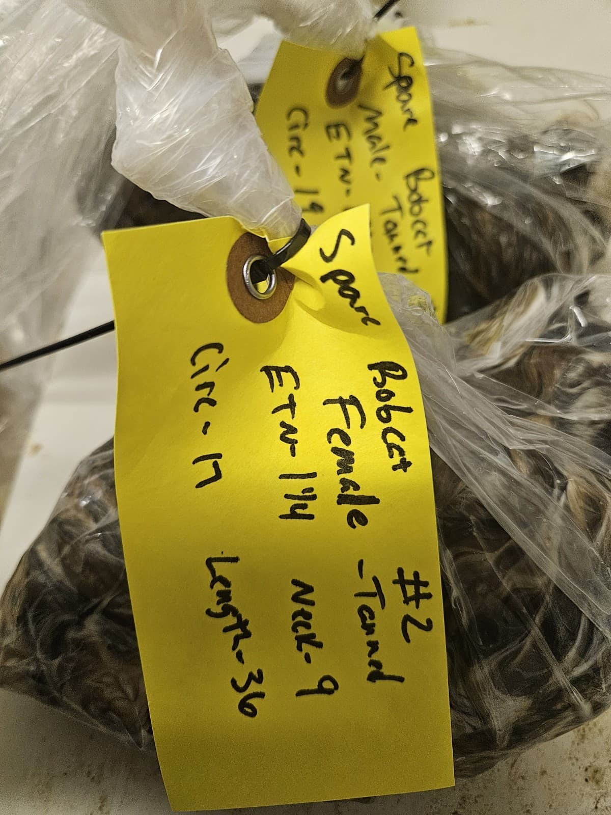 Taxidermy Wet Tanned Bobcat Hide Mountable Cape Antlers Horns 3