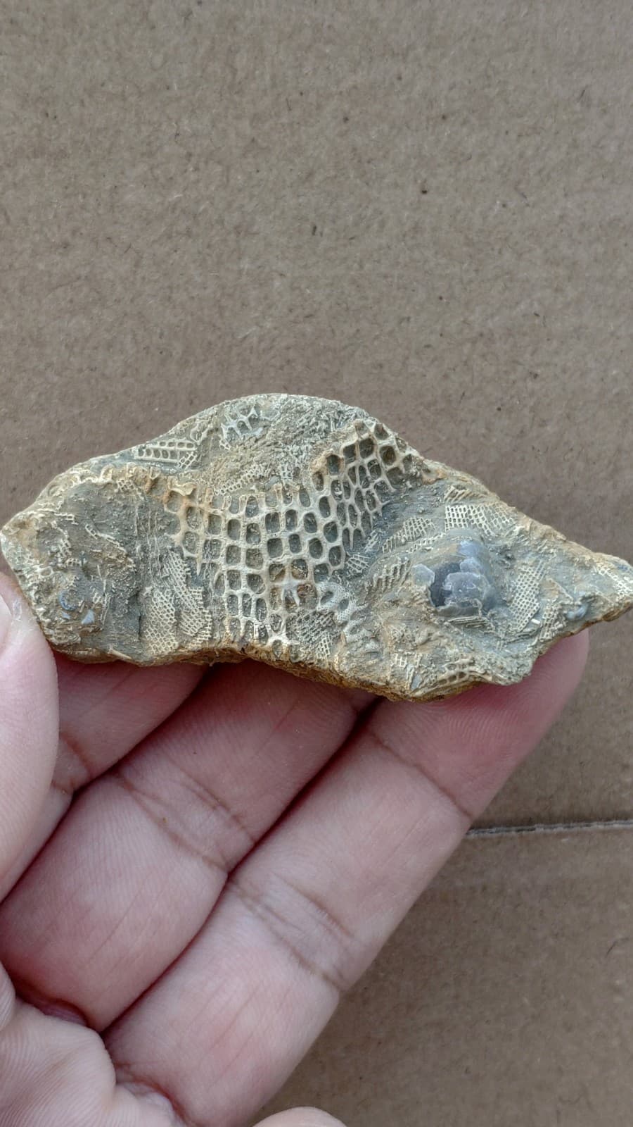 30g bryozoan Marine organisms Geologic rock specimen from Cambrian Period