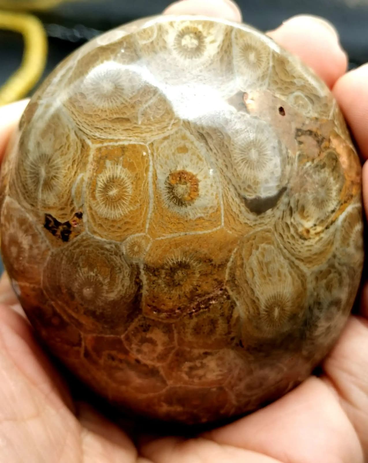 RARE prehistoric Moroccan invertebrate fossil crystal 2