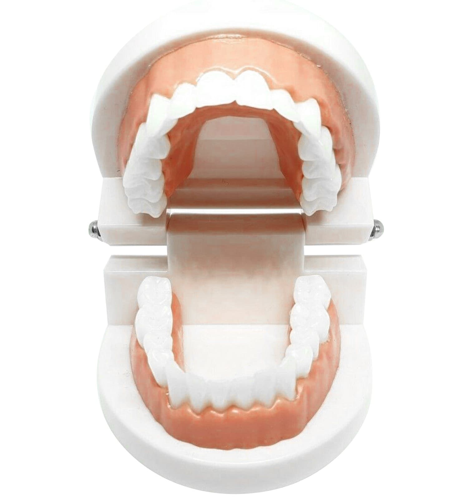 Adult Dental Standard Teaching Educational Typodont Demonstration Teeth Model A 4