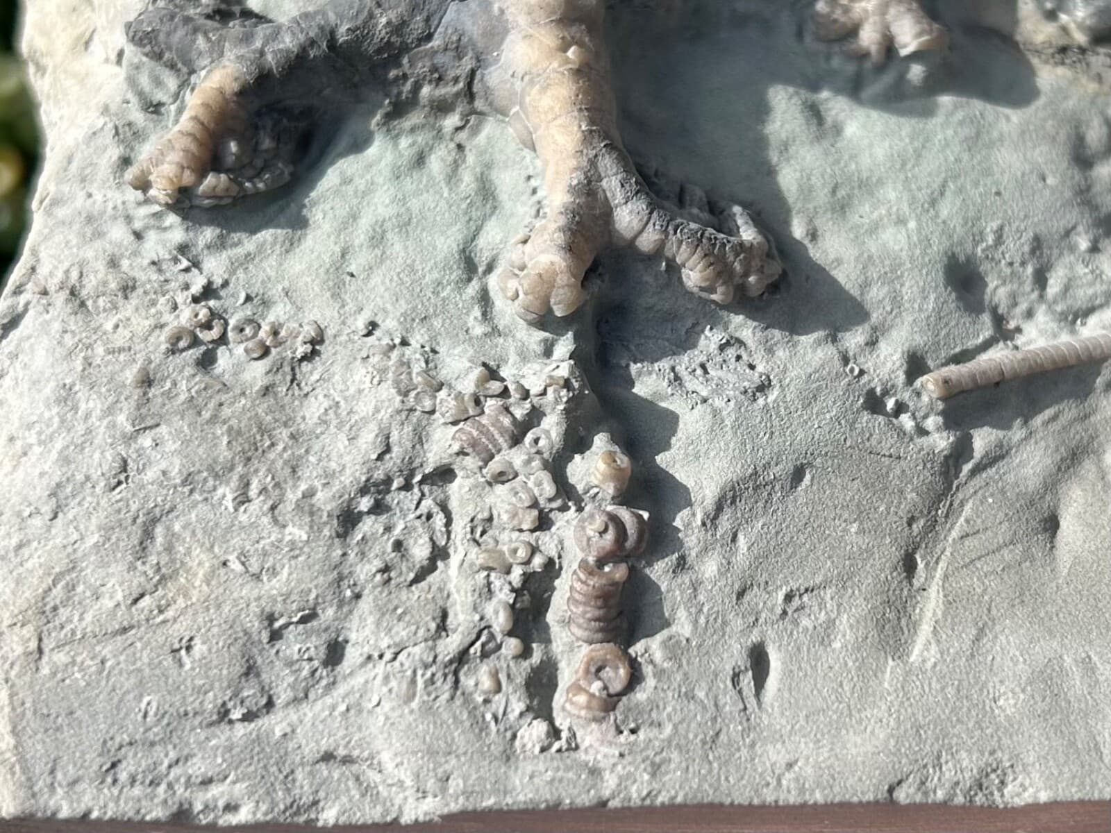 SUPERB Fossil Crinoid Plate Decadocrinus Onychocrinus Indiana Edwardsville Fm 6