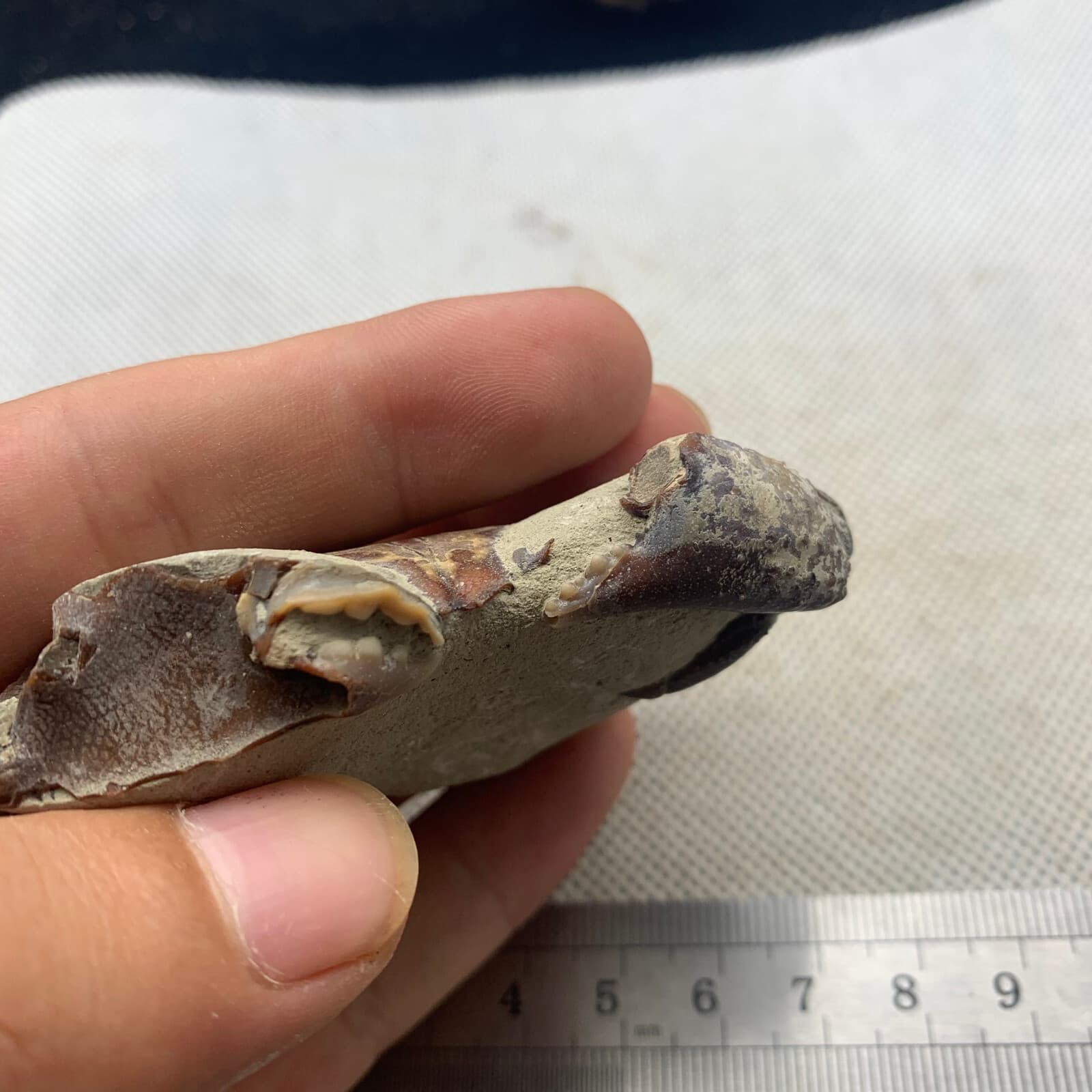 Jurassic refined crab fossils from the dinosaur era 4