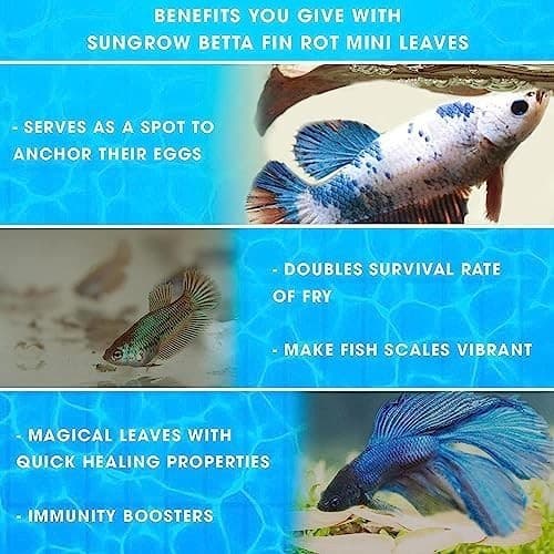 50 Pcs Mini Catappa Indian Almond Leaves for Betta Fish Aquarium, Shrimp, Frogs, 4