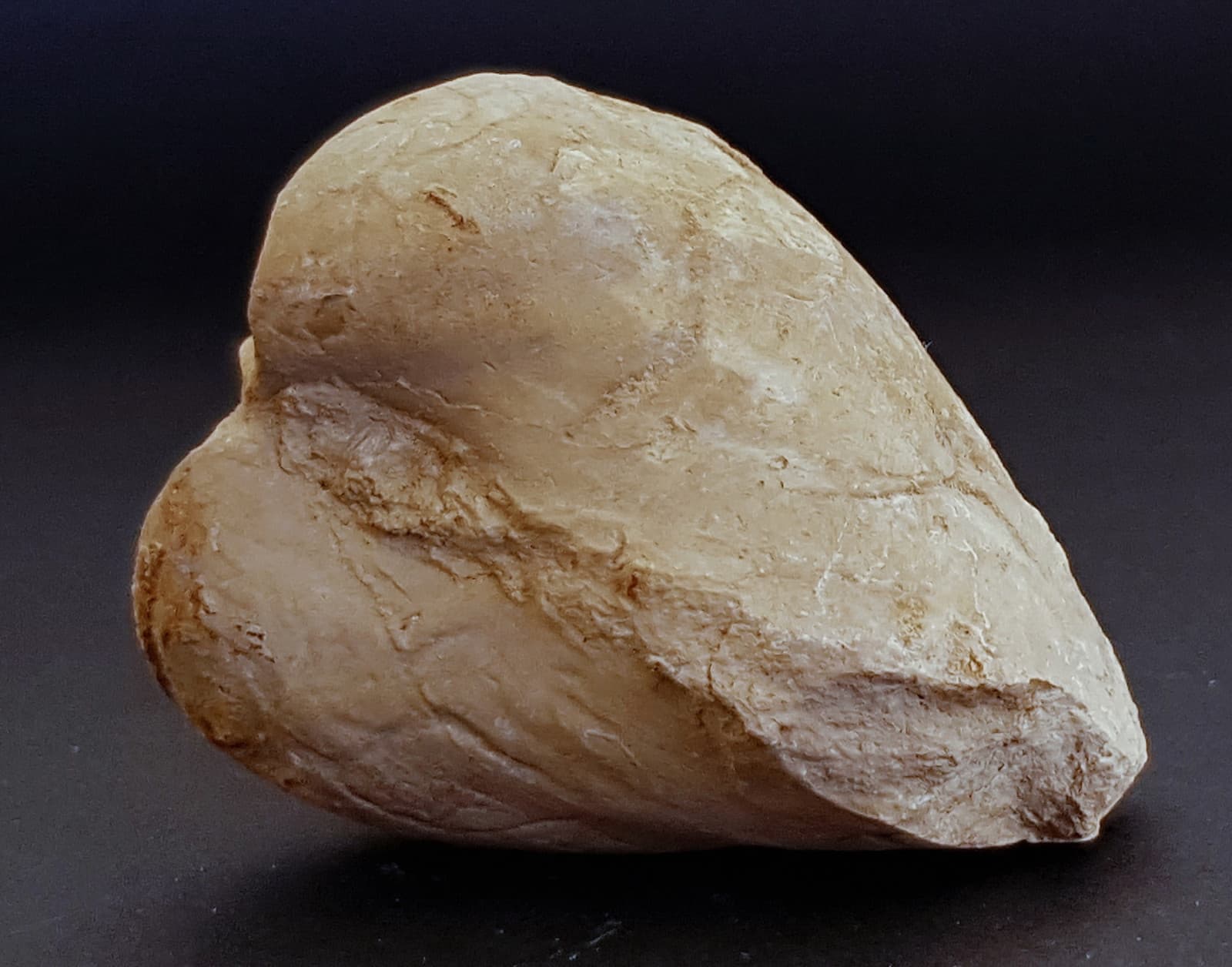 TETHYS OCEAN Fossil Shell or Impression Triassic-Jurassic-Cretaceous-Oligocene 6