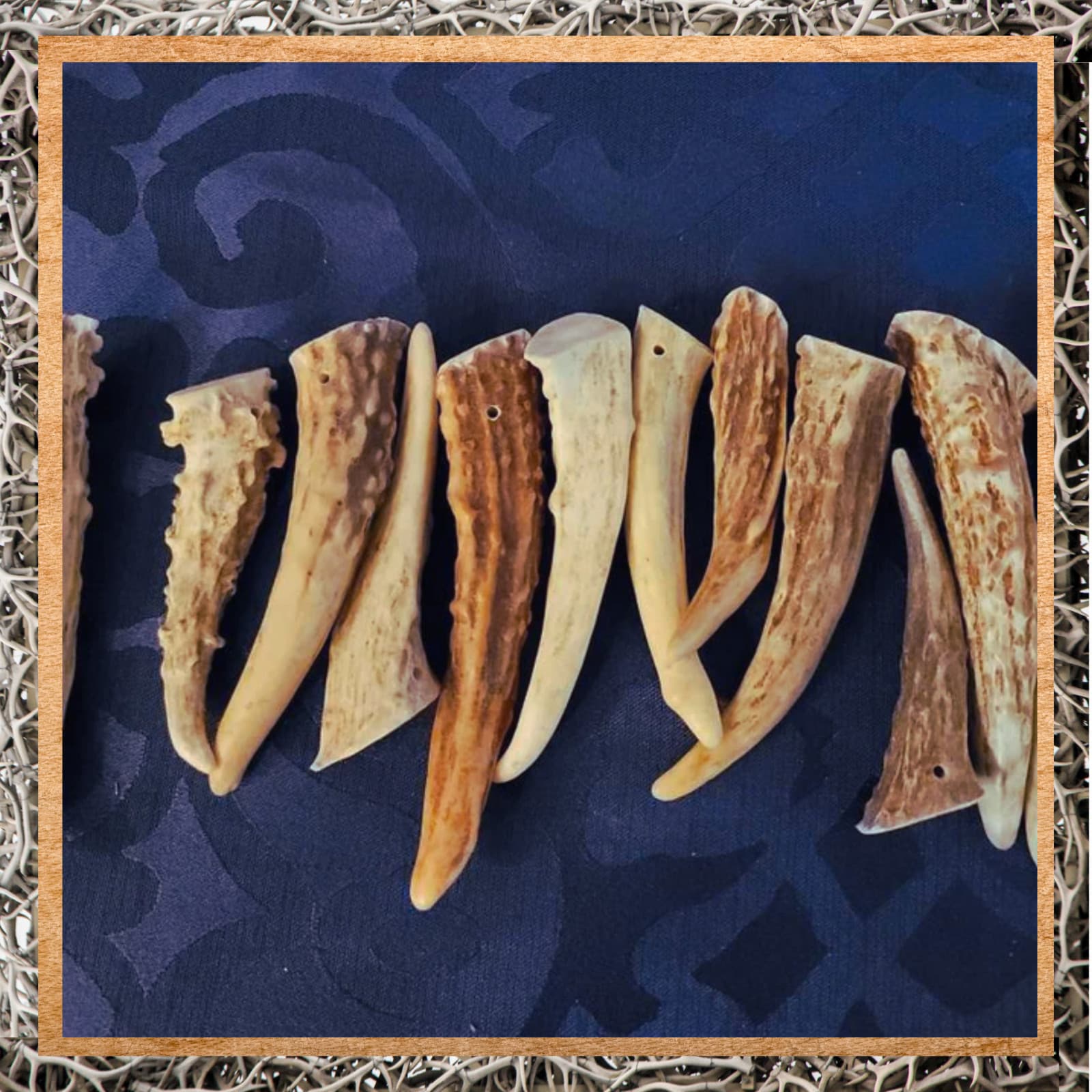 24 - Medium Deer Antler Gnarly Brow Tine Tips, Points, Pendants (Grade A) 2"-3" 3