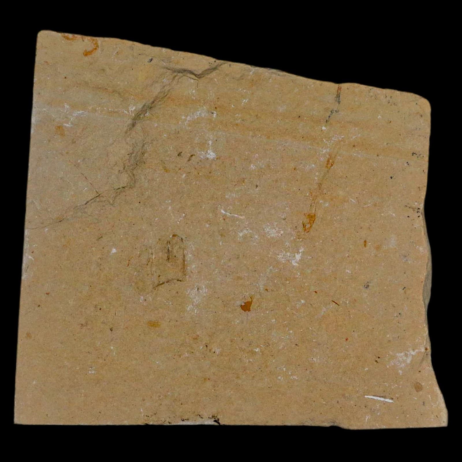 1.4" Fossil Shrimp Carpopenaeus Cretaceous Age 100 Mil Yrs Old Lebanon COA 5