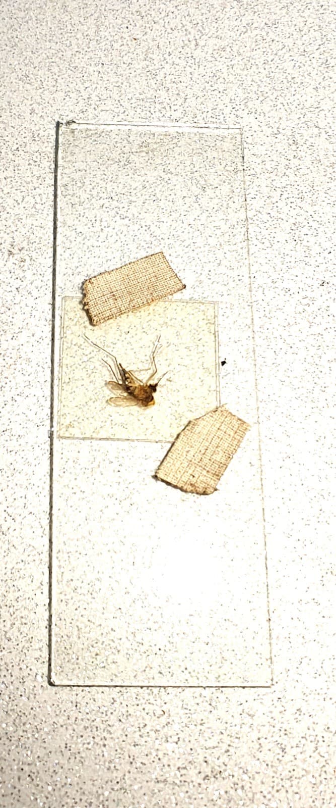 Antique Bausch & Lomb Early 19th Century Brass Junior Telescope W/ Slides.  3