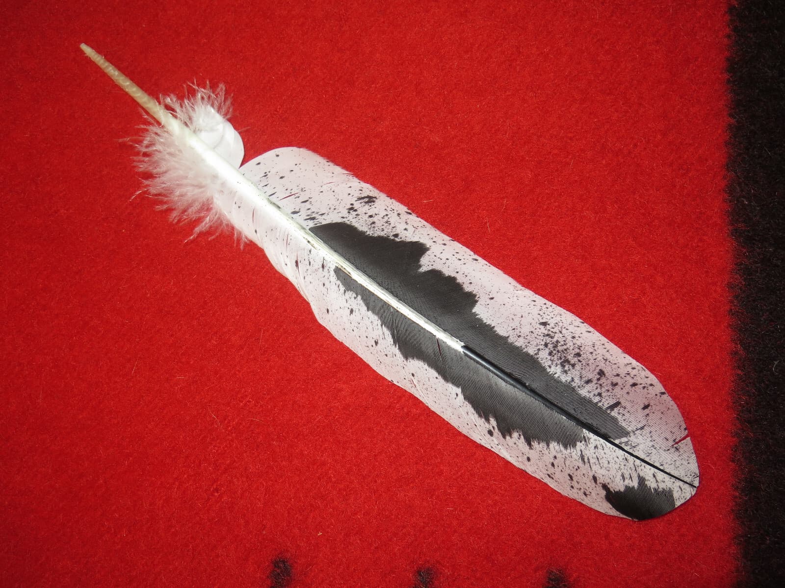 Native American made hand painted Immature Bald Eagle feather 6