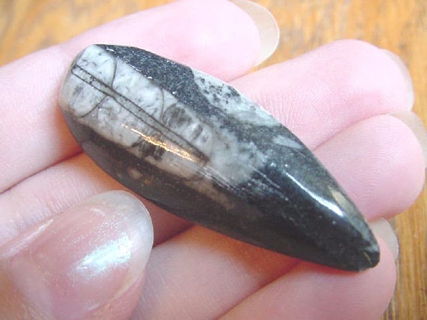 (f370-E) 1.5" Orthoceras marbilized fossil straight shell nautiloid cephalopod