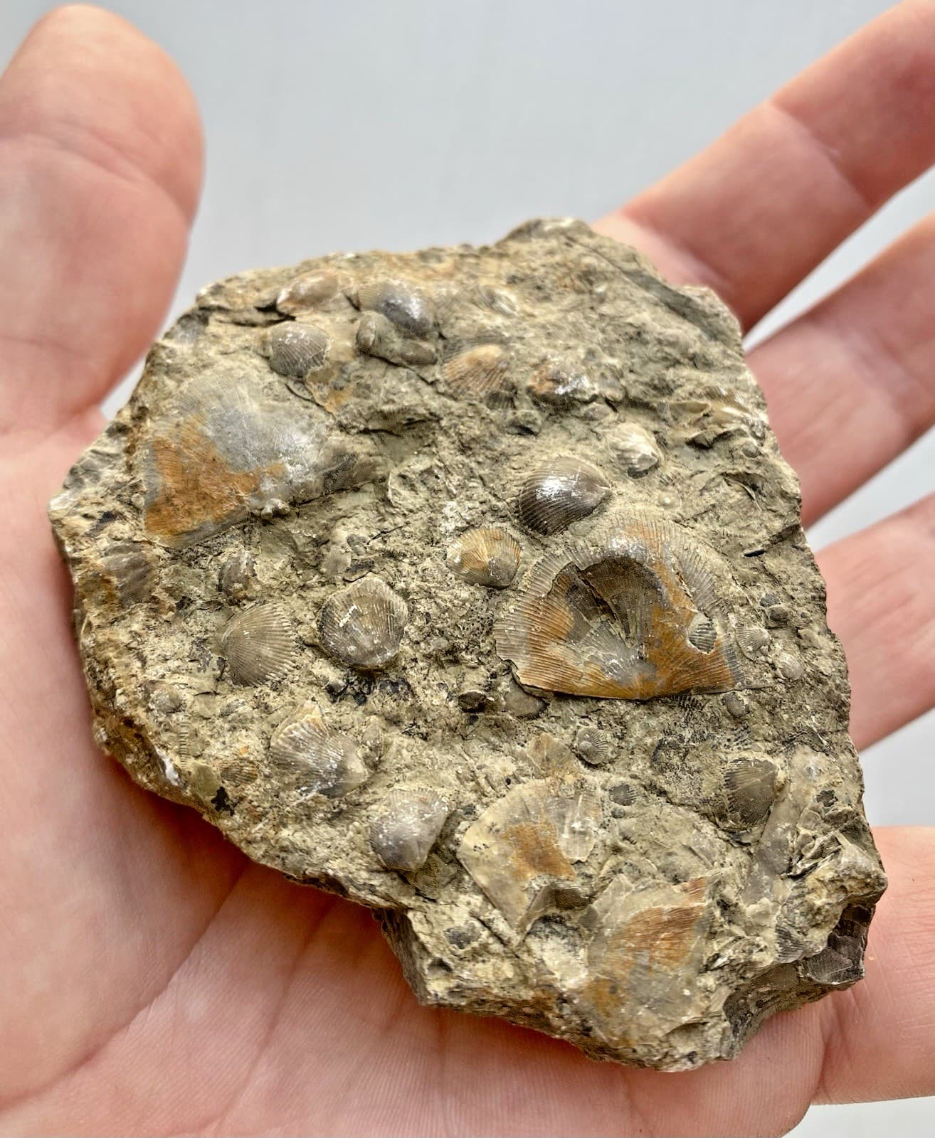 Rare Shell Fossils In Rock Sea Shell Fossil Complete Top And Bottom 167g. 2