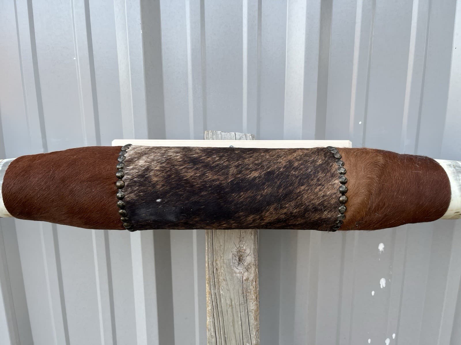 MOUNTED STEER HORNS 5 Feet 5 Inch wide LONGHORN POLISHED MOUNT BULL COW 2