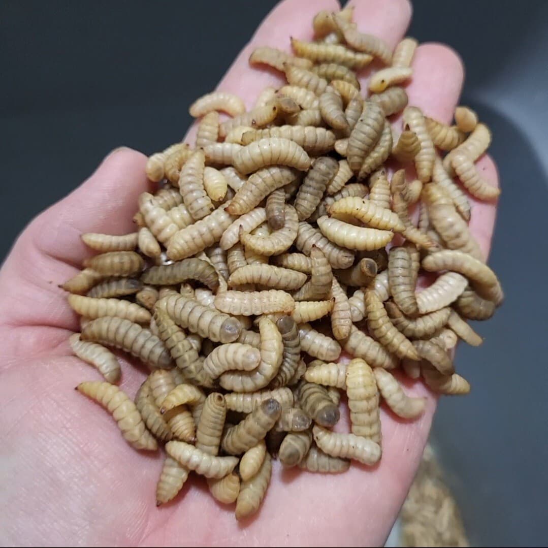 LIVE Black Soldier Fly Larvae (120, 250, 500) 2