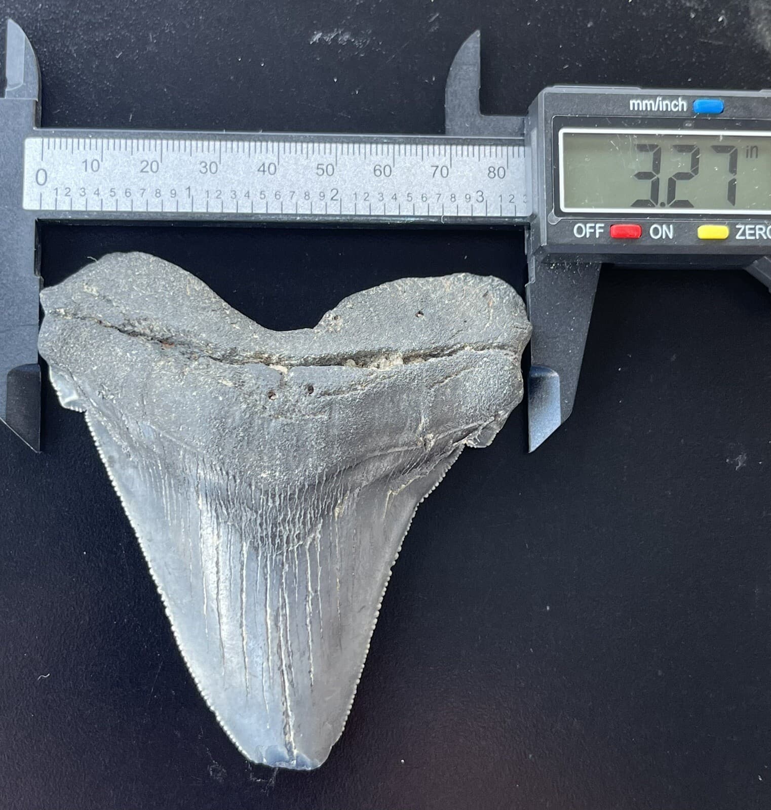 XXL Fossilized Angustidens Shark  Tooth 2