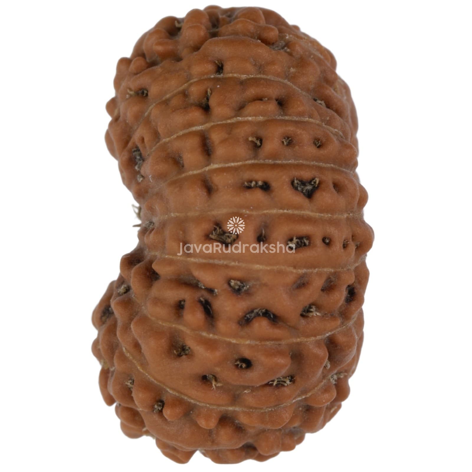 17 Mukhi Rudraksha 19.73 mm Java Bead | Grade A Large | Genuine Natural Bead 4
