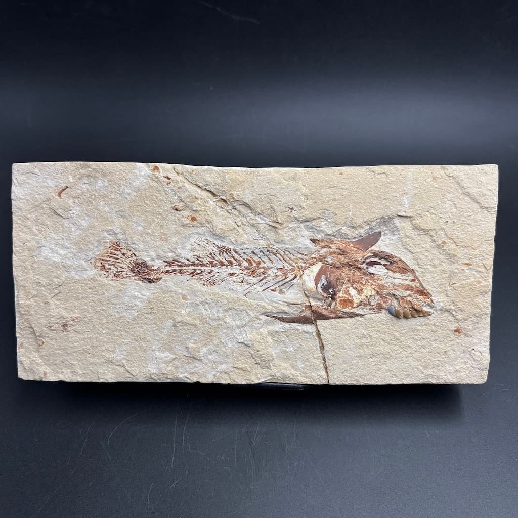 Coccodus insignis fossil fish - Cretaceous Cenomanian, Lebanon - rare slab 19 cm