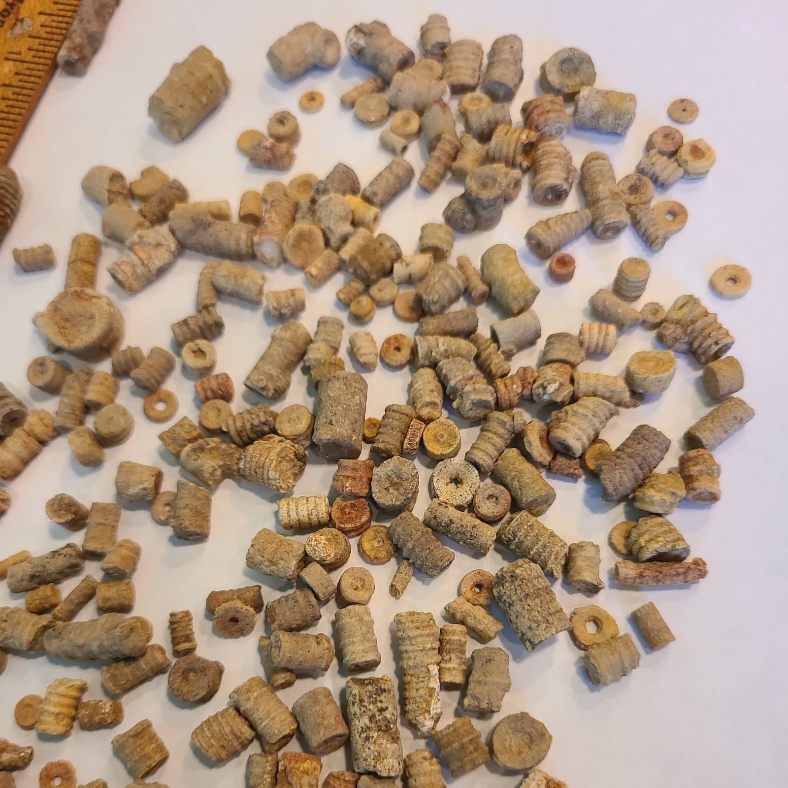 LOT 2 OF 200+ MIDDLE TENNESSEE CRINOID STEM FOSSILS 5