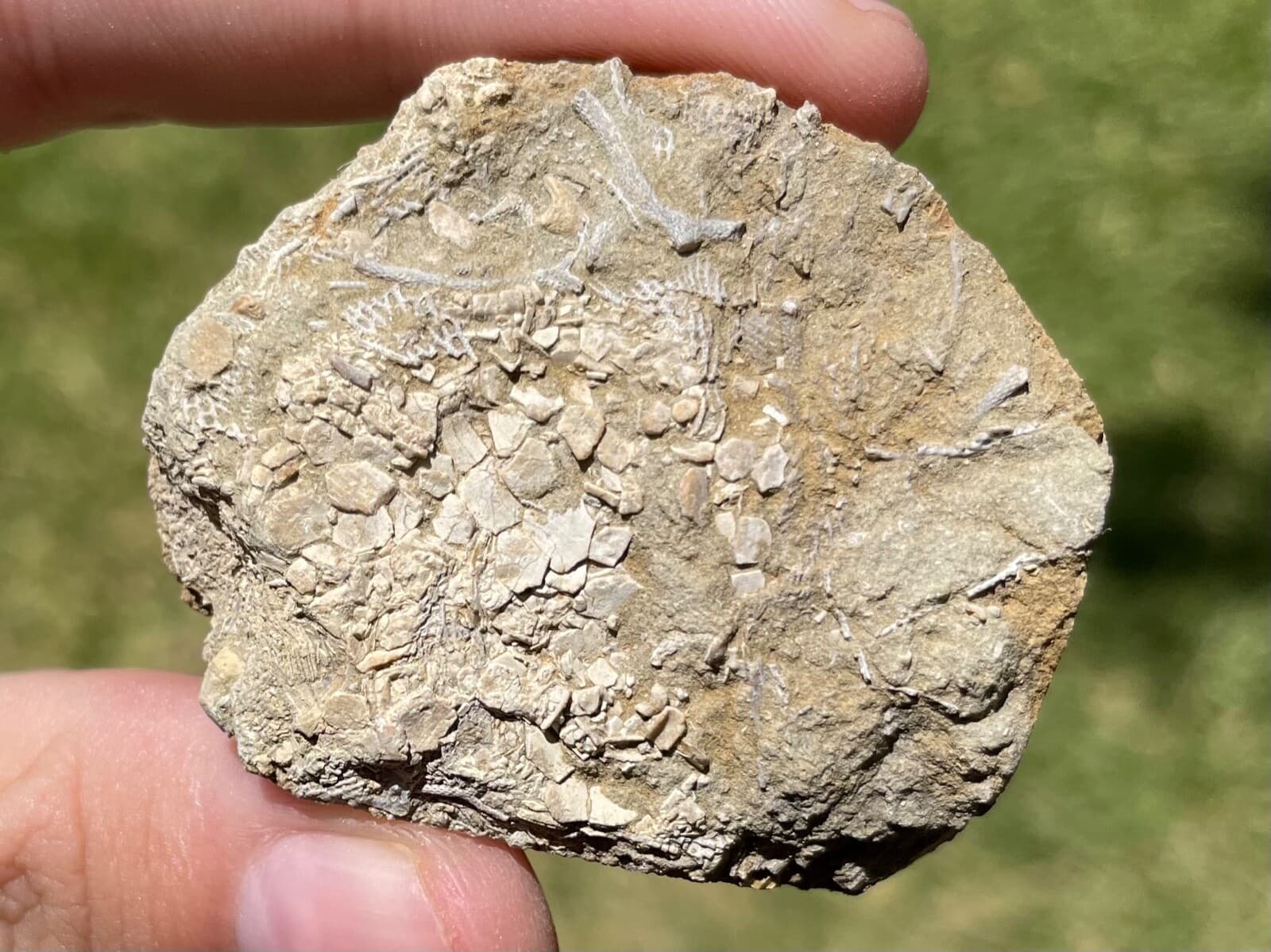 Alabama Fossil Edrioaesteroid Hypsiclavus huntsvillensis Bangor Limestone Fm 3