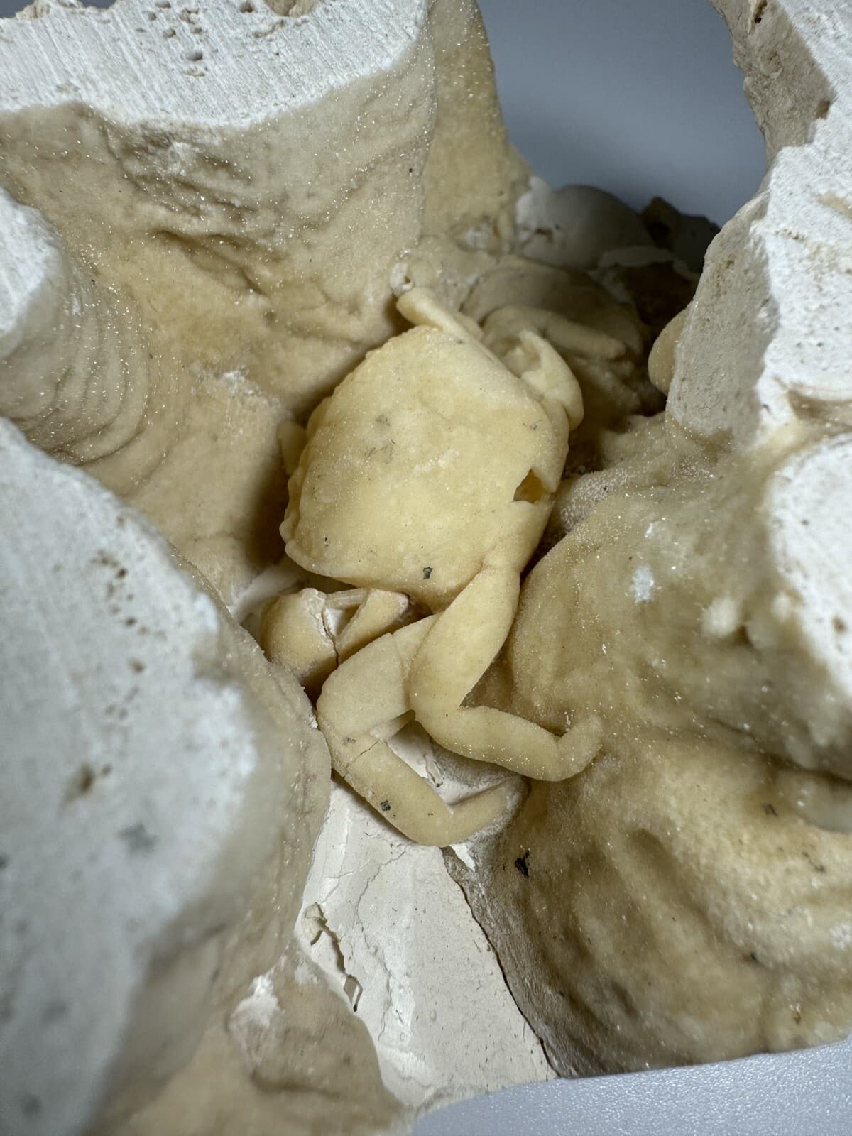 REPAIRED 1.75 Inch Travertine Crab Fossil Turkey, Fossil Travertine Crab Potamon 3