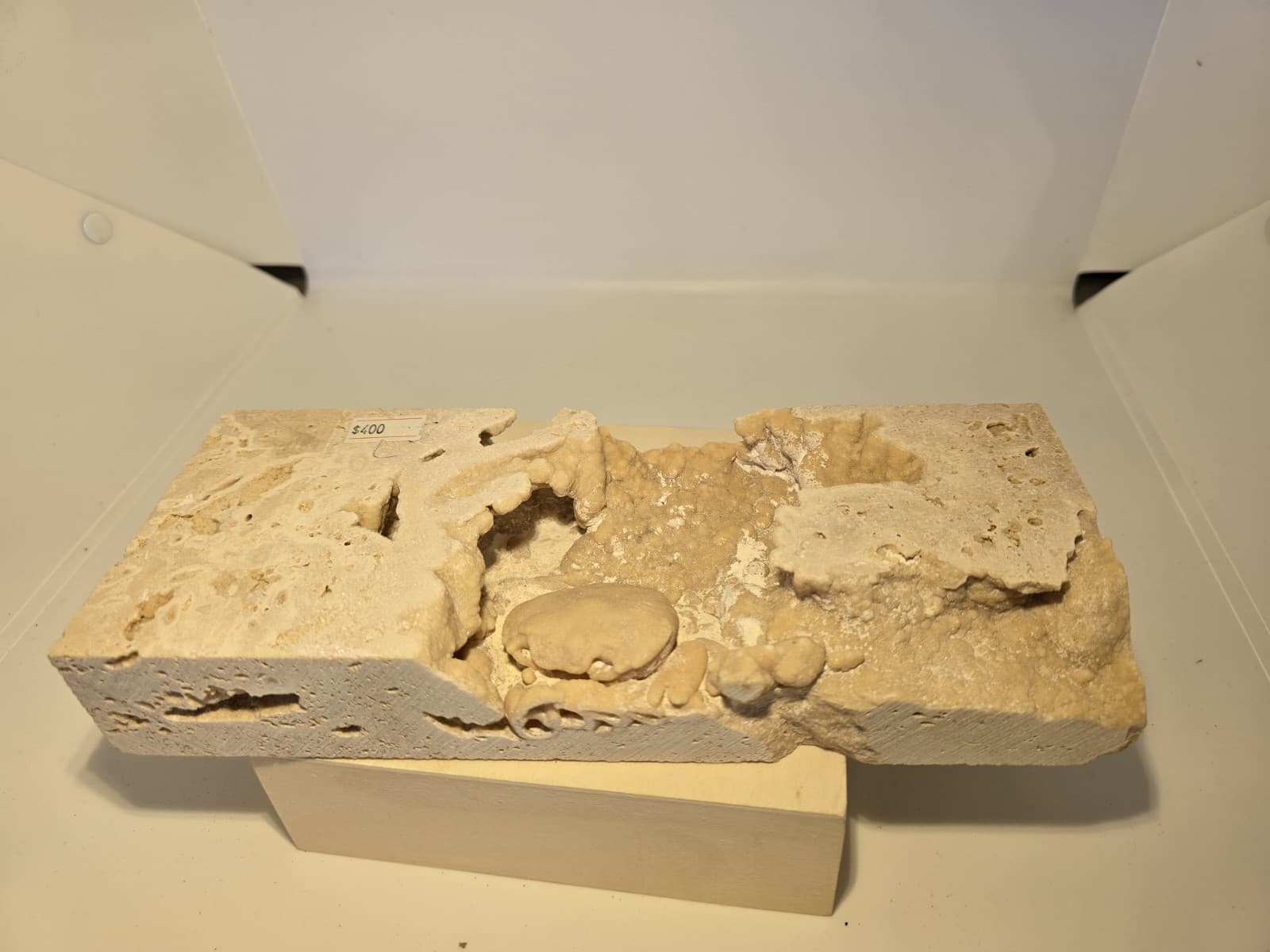 Travertine crab fossil 2