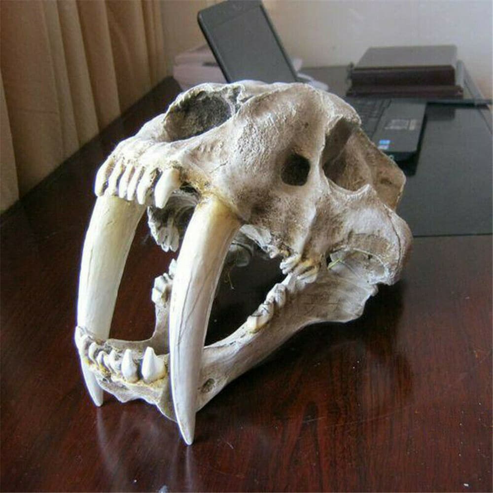 Smilodon Saber Toothed Tiger Skull 1:1 Replica Skull Resin Skull Model