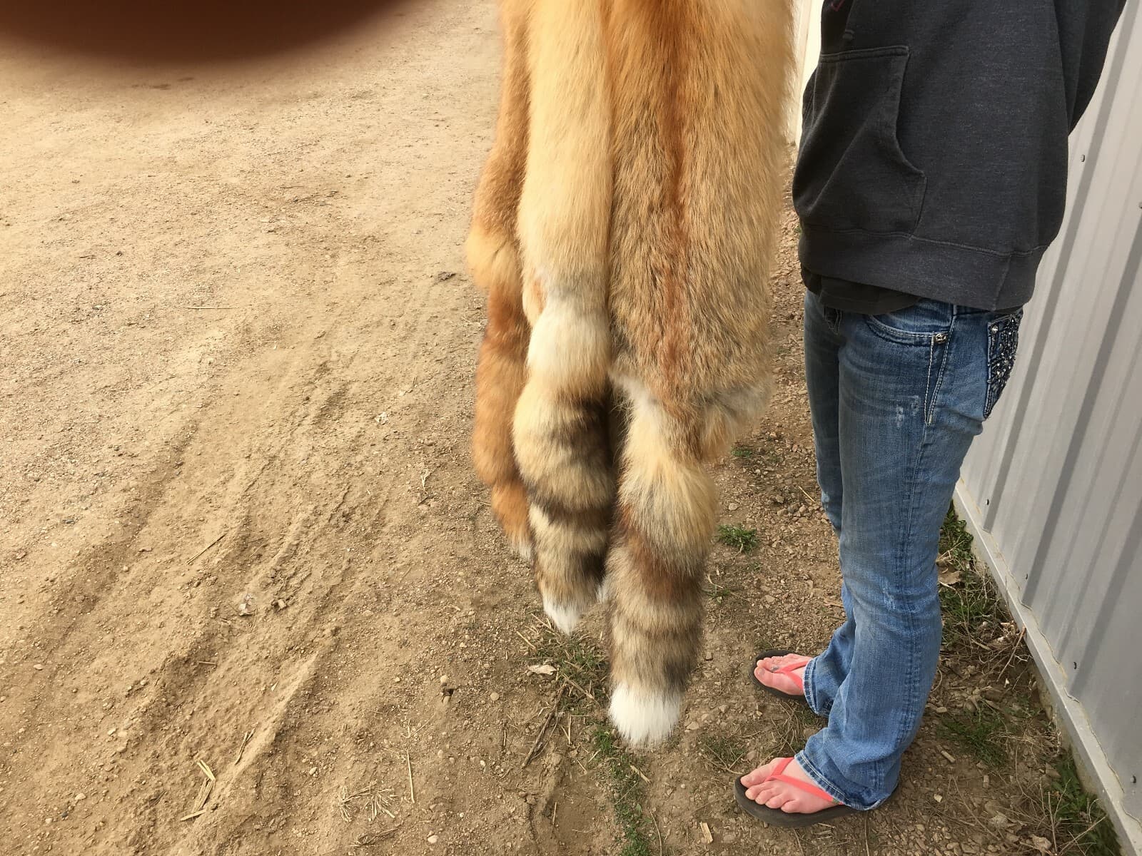 Tanned Red Fox  Winter “Heavy Fur” Western - Imperfect Grade 4