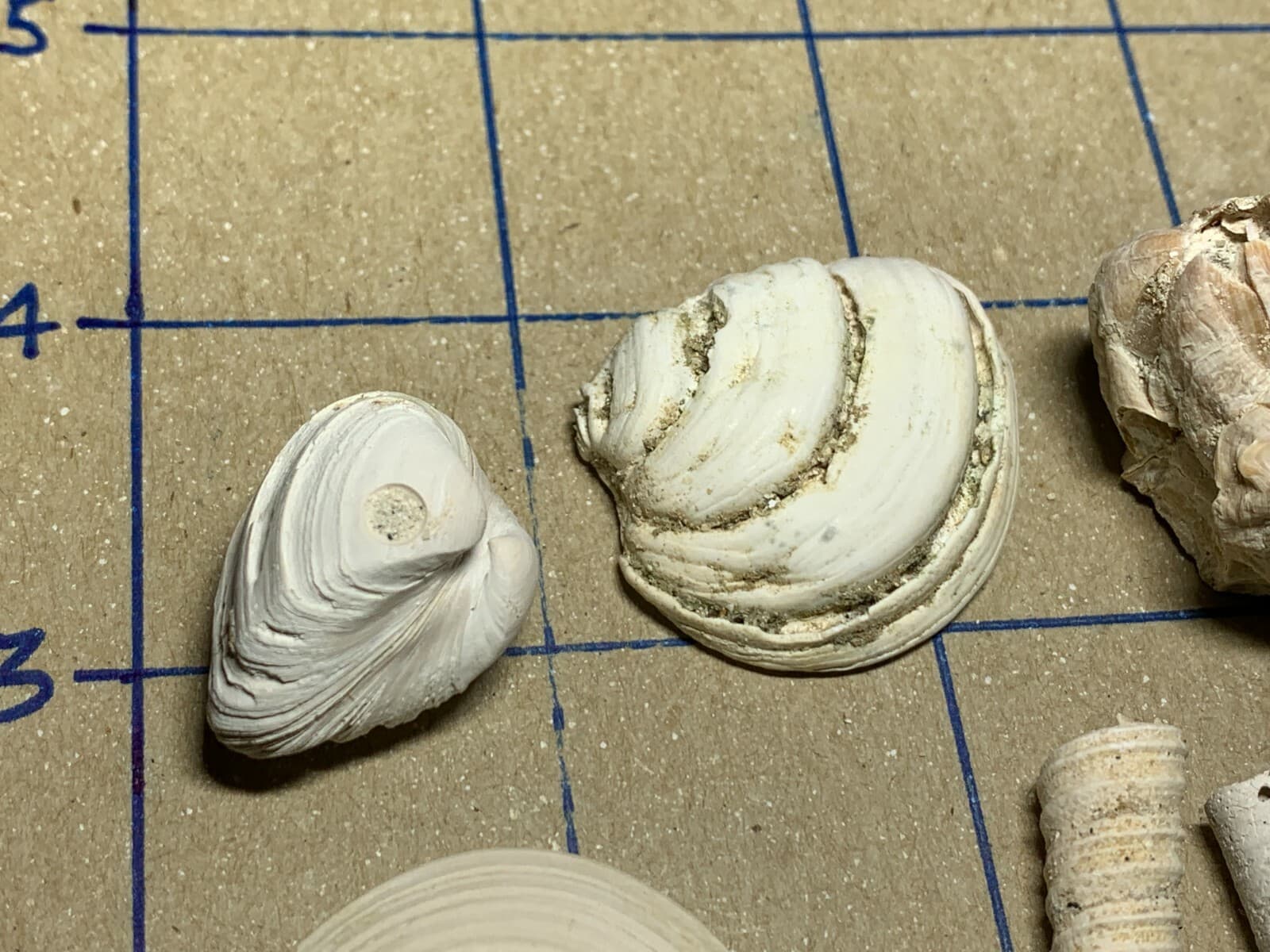 ☆Fossil Specimen 10 Pack - Berkeley Quarry S.C. - Barnacle-Dentalium-Teeth ☆294 4