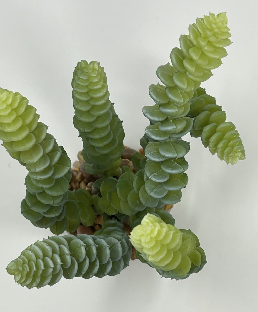 7" Gray-Green DONKEY Burro TAIL Sedum Succulent Aquarium or Dry Habitat soft pla 4