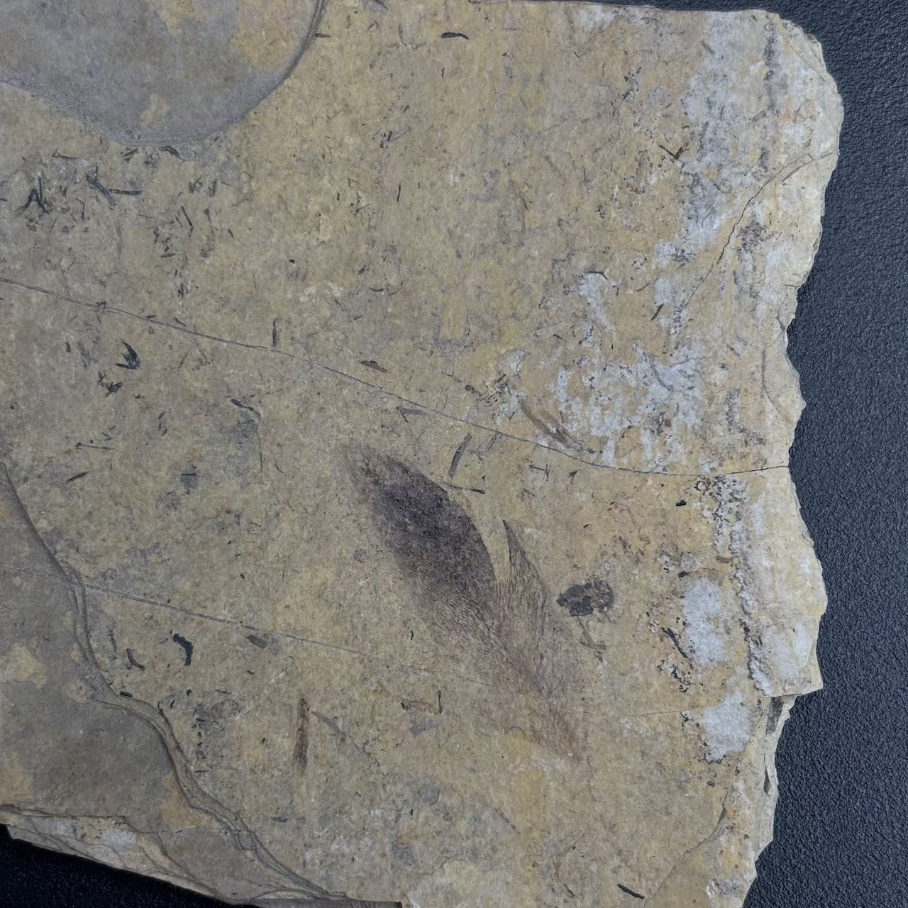 Fossil bird feather - Oligocene Stampian Céreste France - rare and original 5