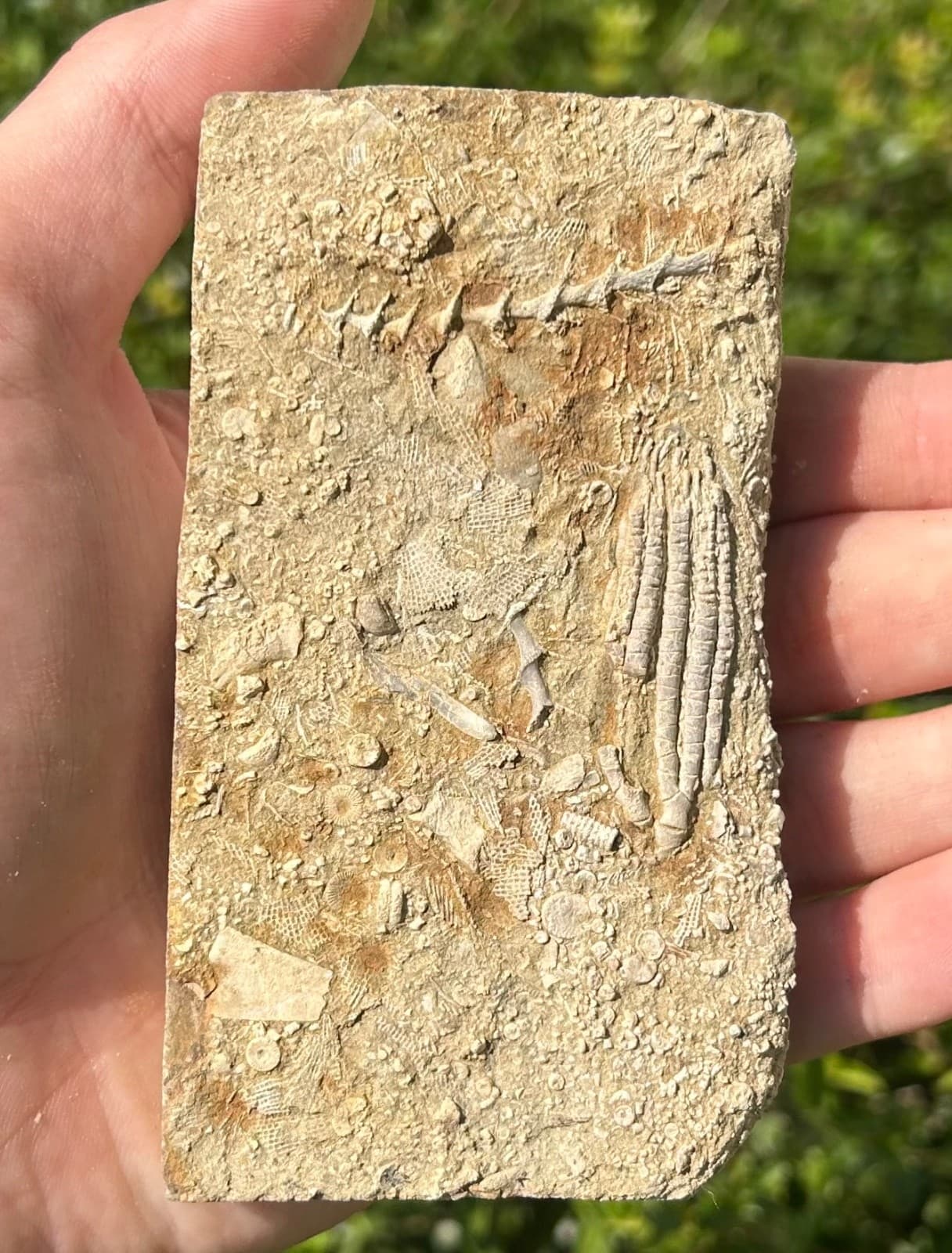 Fossil Crinoid in Matrix Aphelecrinus bayense Rare Alabama Mississippian Age