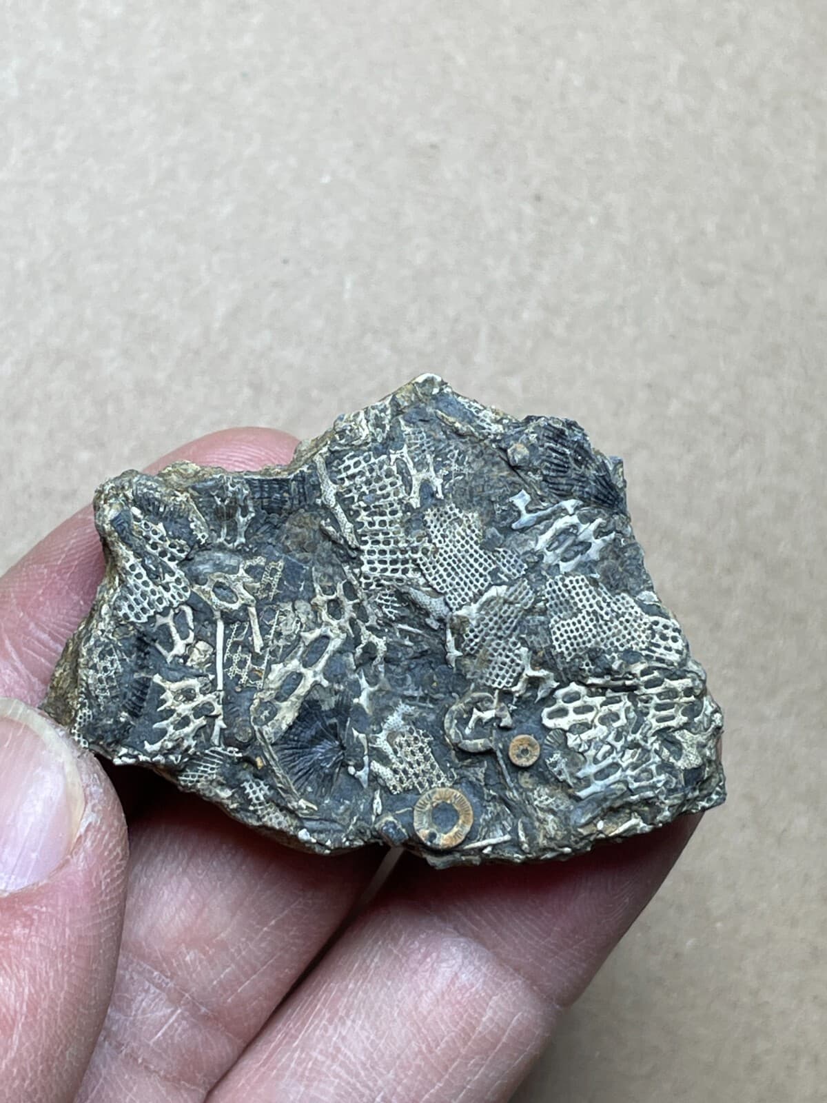 26g Bryozoa crinoid specimen from Cambrian Period 3