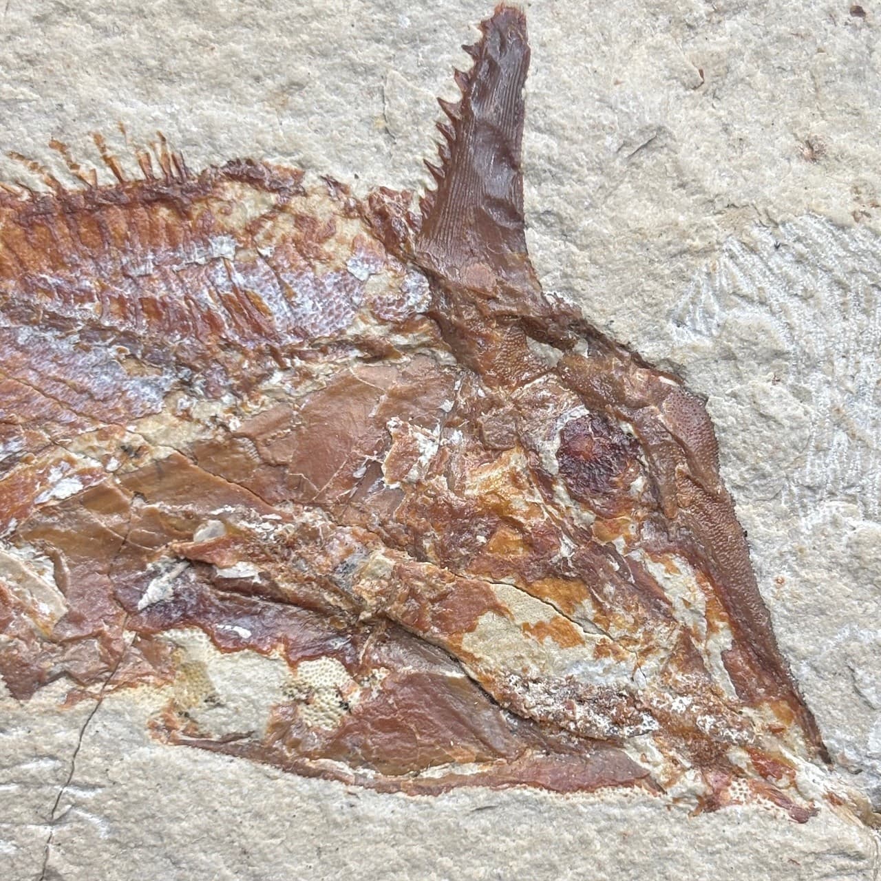 Joinvillichthys kriweti fossil fish - Late Cretaceous Cenomanian, Lebanon - 7cm 4