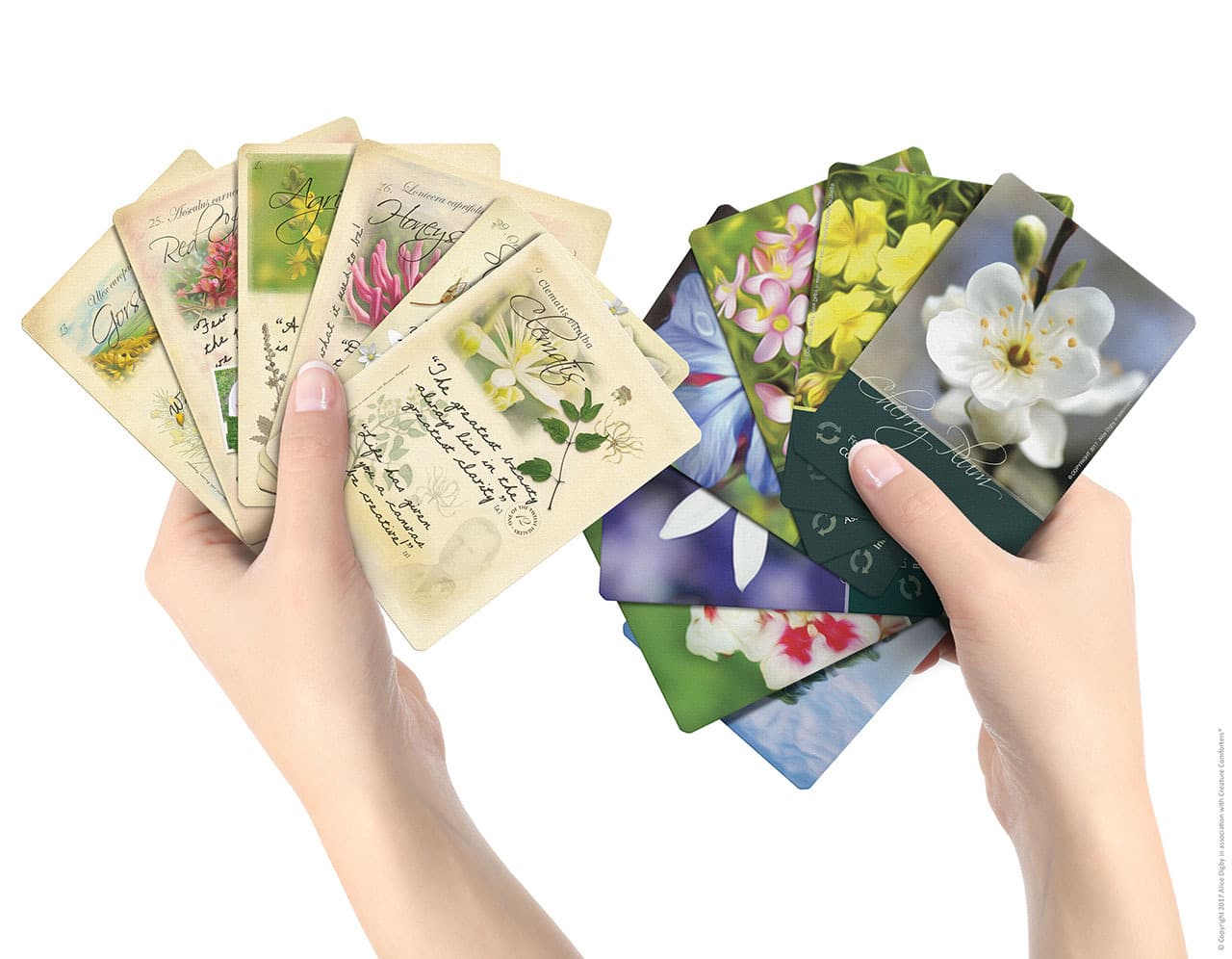 Bach Flower Divination Cards Pack 38 Beautiful illustrations, proverbs, quotes 2