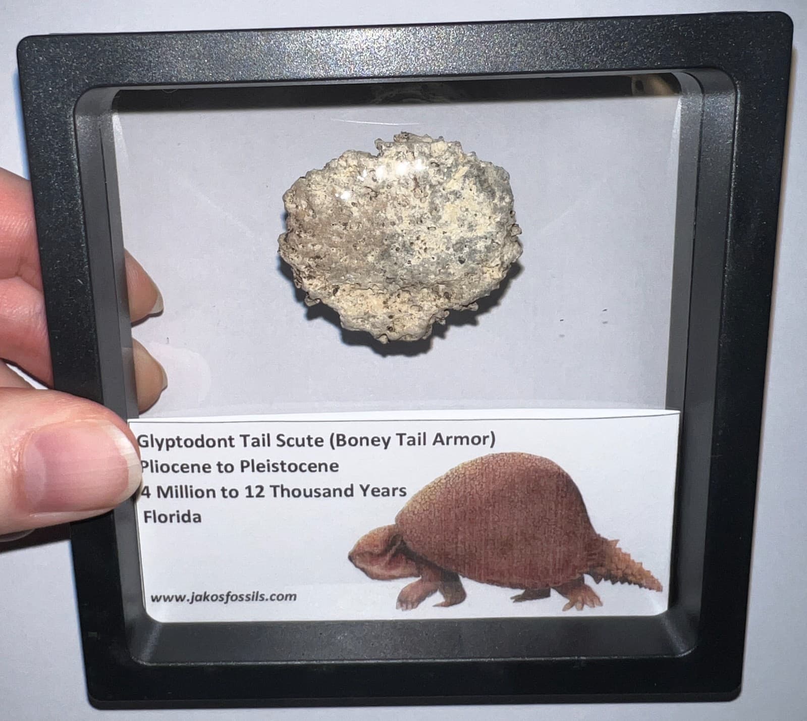 Framed RARE Ice Age Fossil GLYPTODONT Tail Scute Bone Armor Lot! ONE PER ORDER! 2