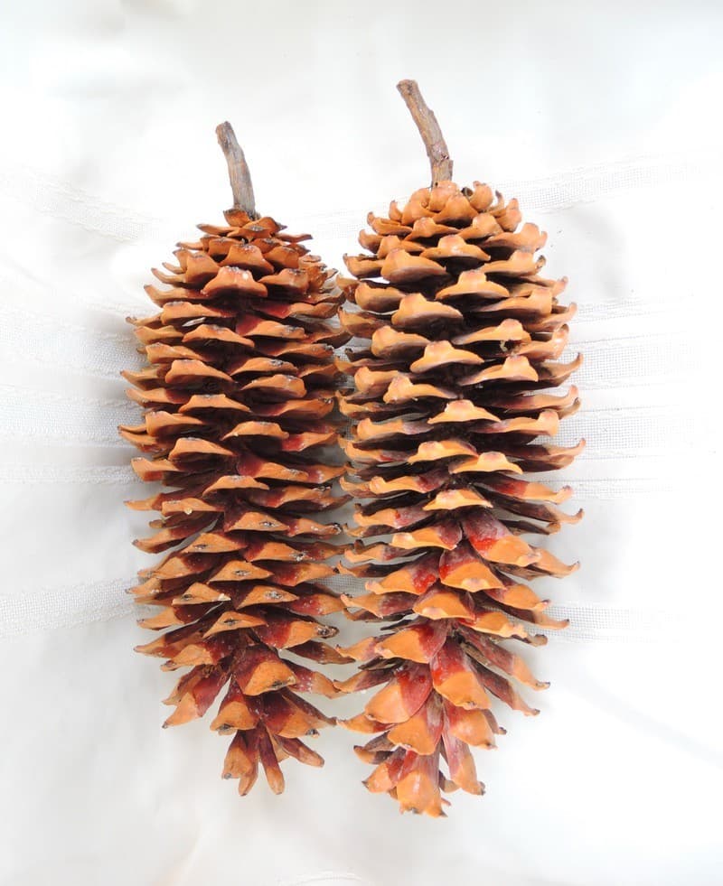 Lot of 2 Giant Golden Sugar Pine Cones 15"
