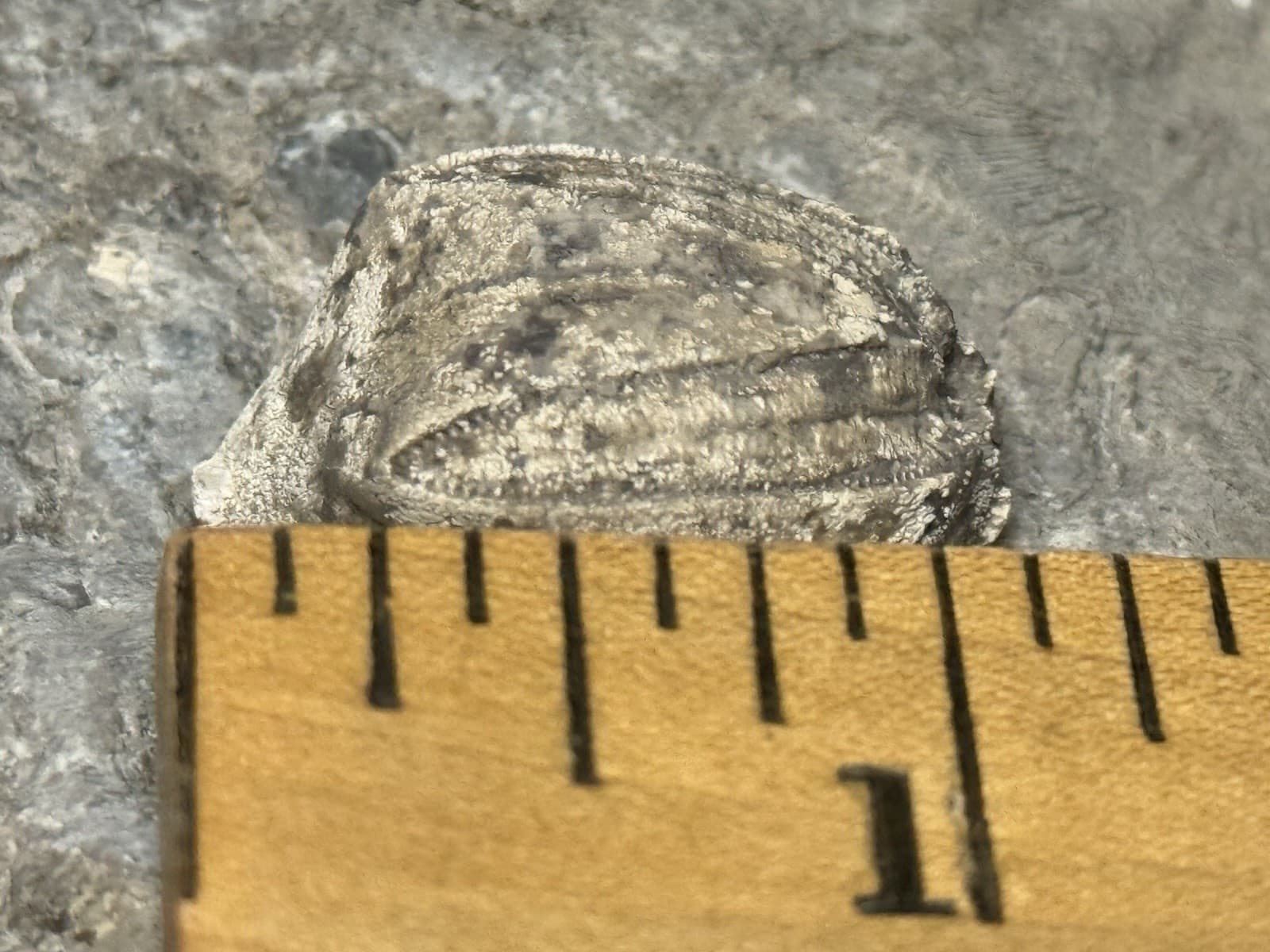 Blastoid-Killer Prepared Monster Pentremites From Indiana-Fossils, Trilobite 3